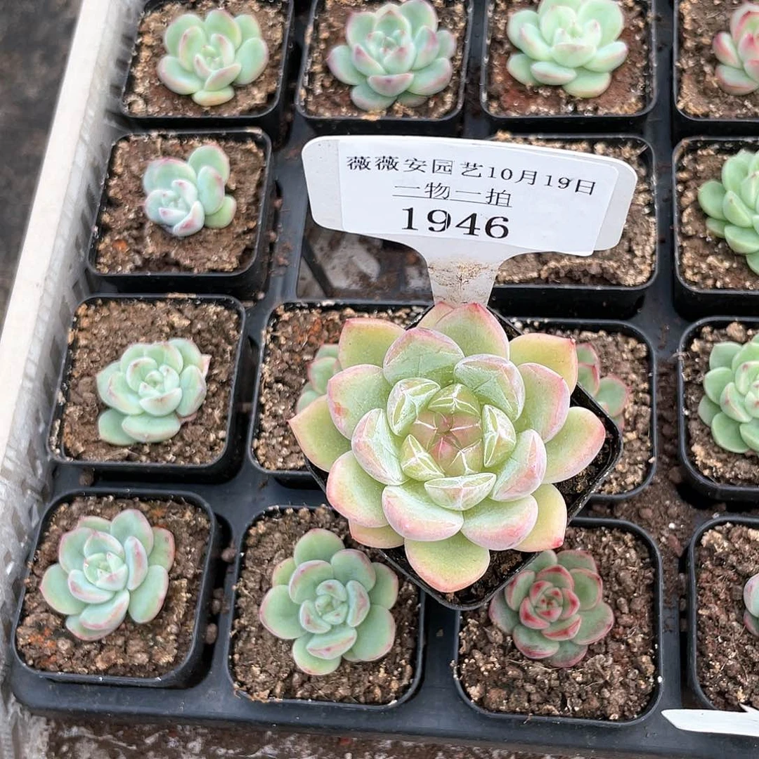 薇薇安园艺多肉1946