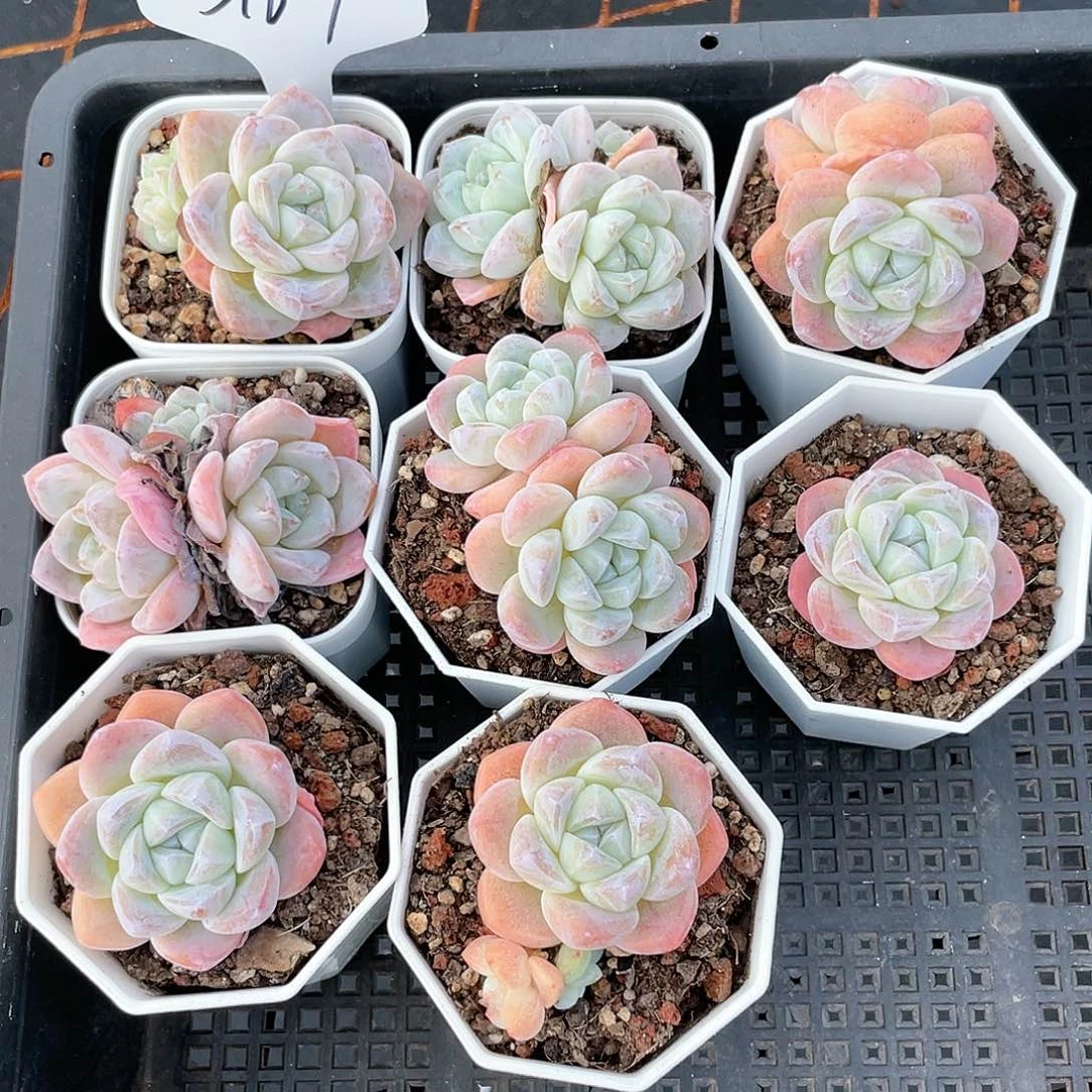 薇薇安园艺多肉3167