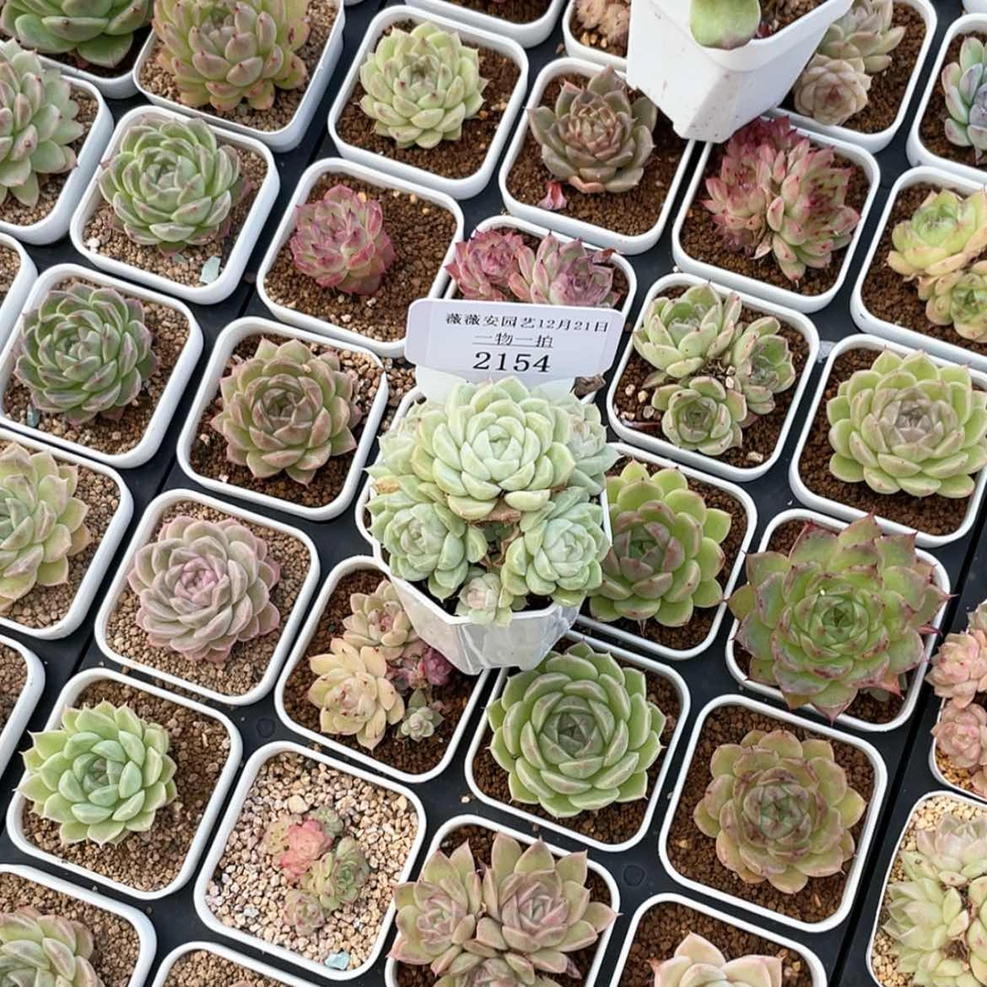 【闪购商品】2154薇