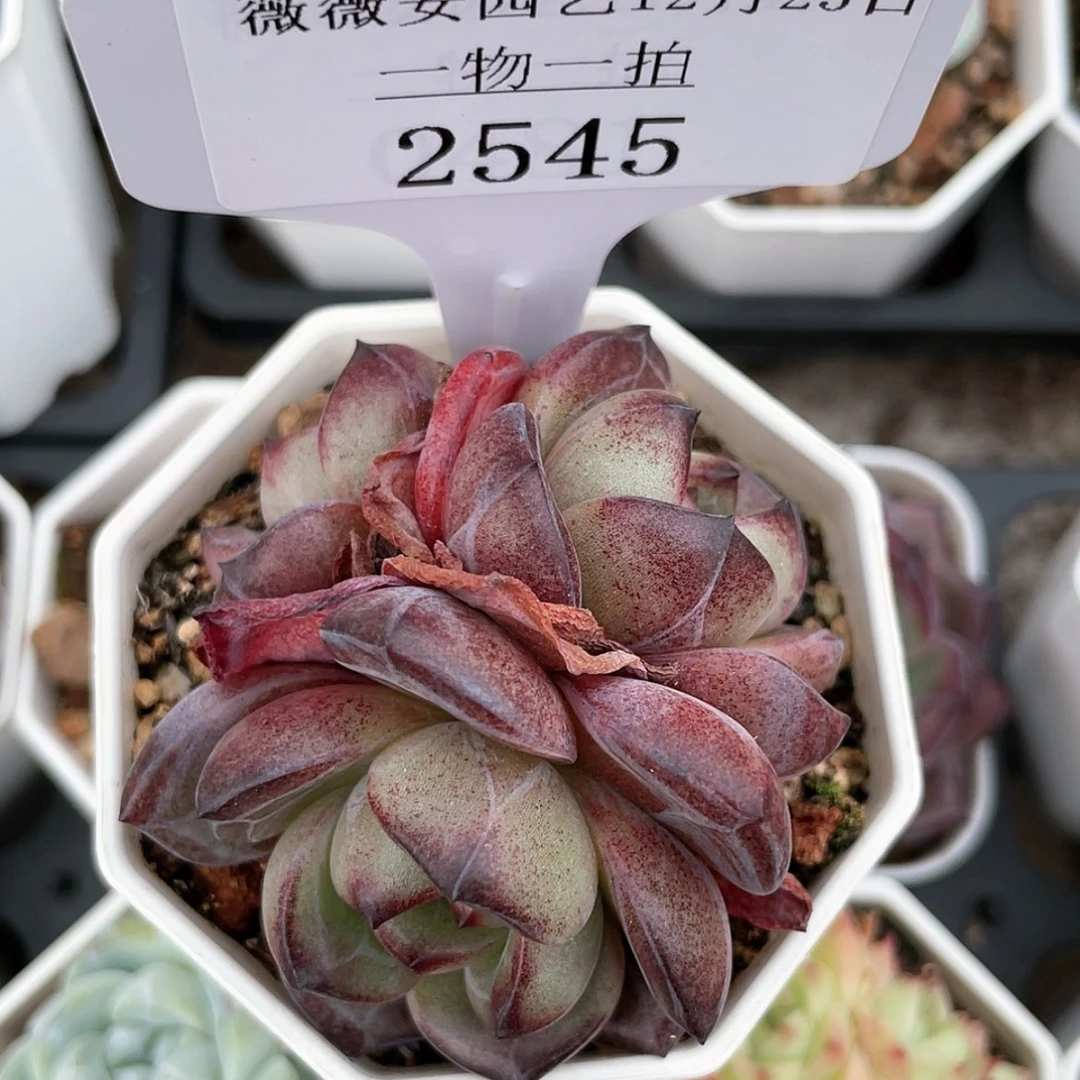【闪购商品】2545薇