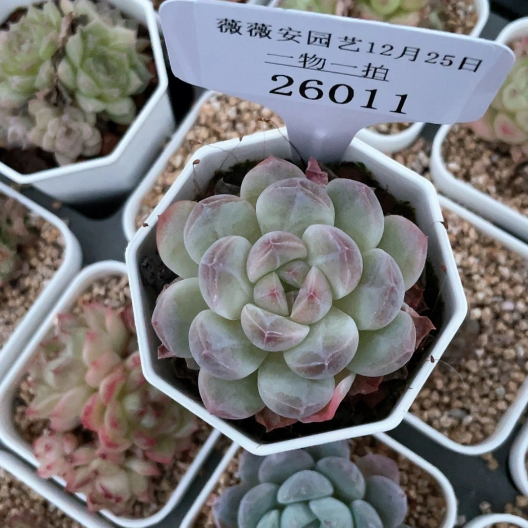 【闪购商品】26011薇