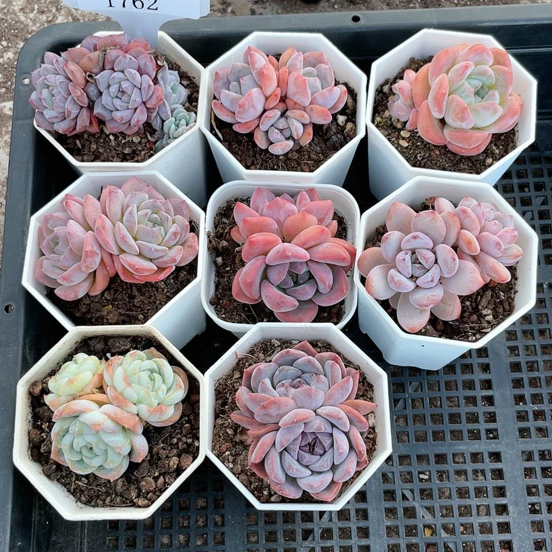 薇薇安园艺多肉1762