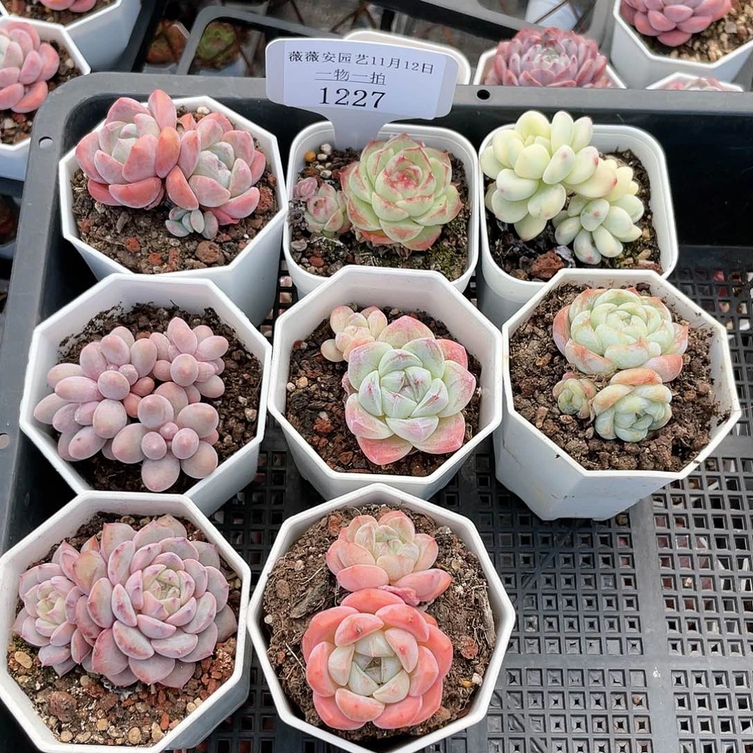 薇薇安园艺多肉1227