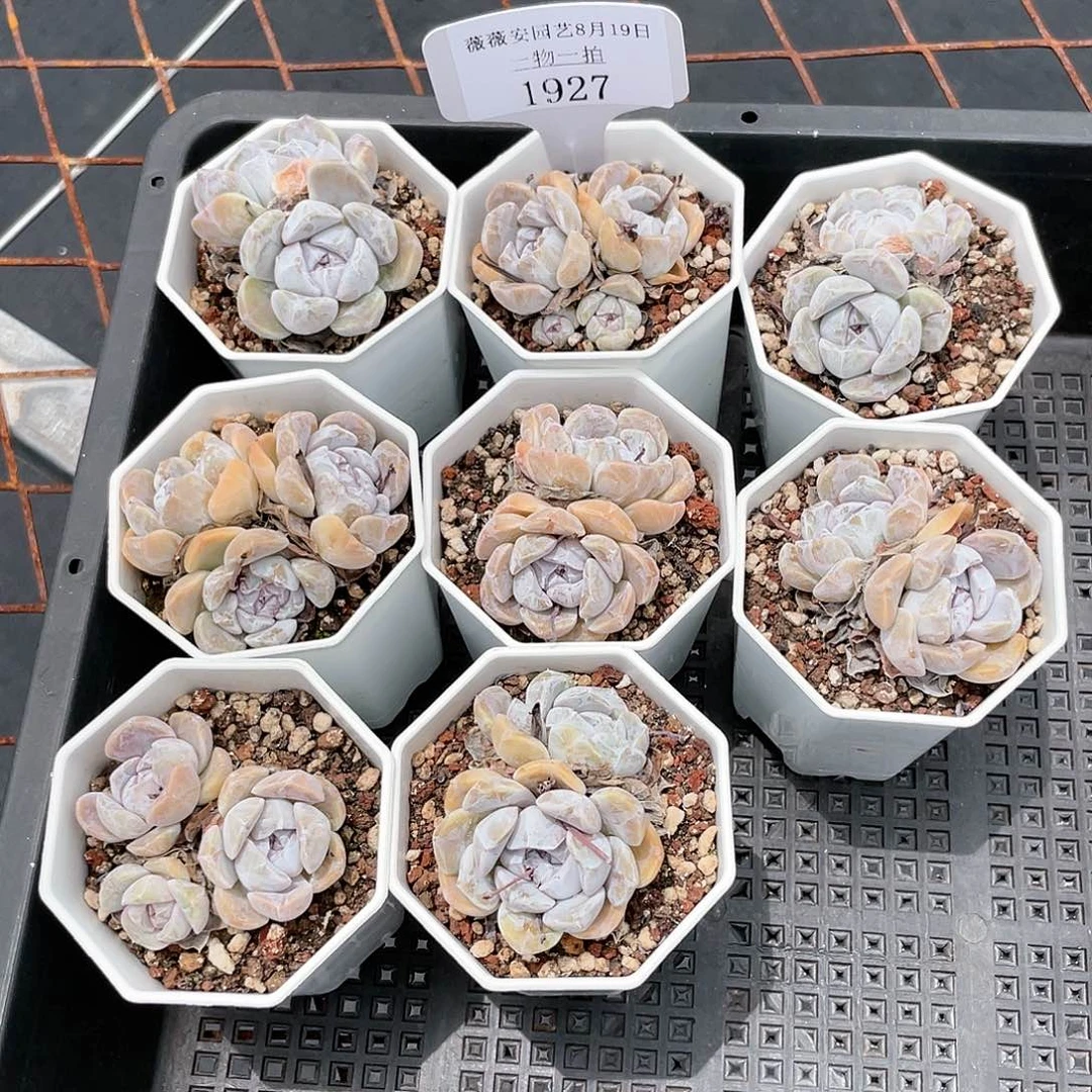 薇薇安园艺多肉1927
