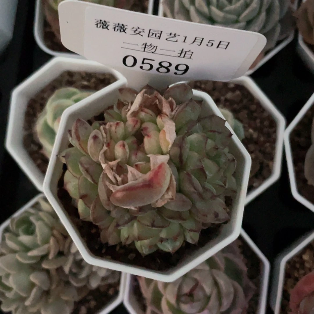 【闪购商品】0589薇