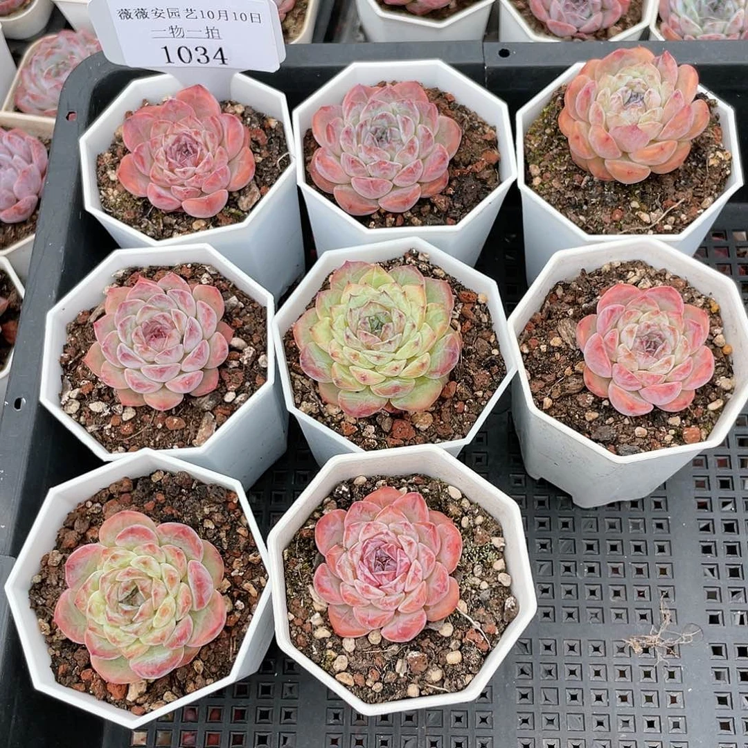 薇薇安园艺多肉1034