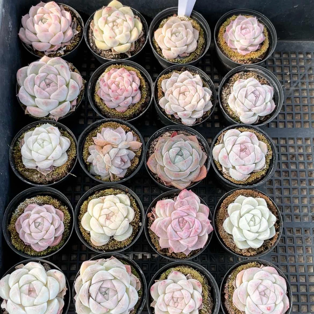 【闪购商品】0237薇