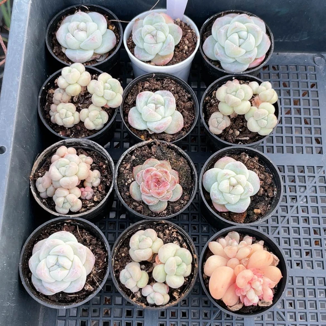【闪购商品】2864薇