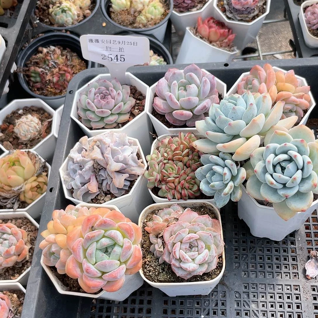 薇薇安园艺多肉2545