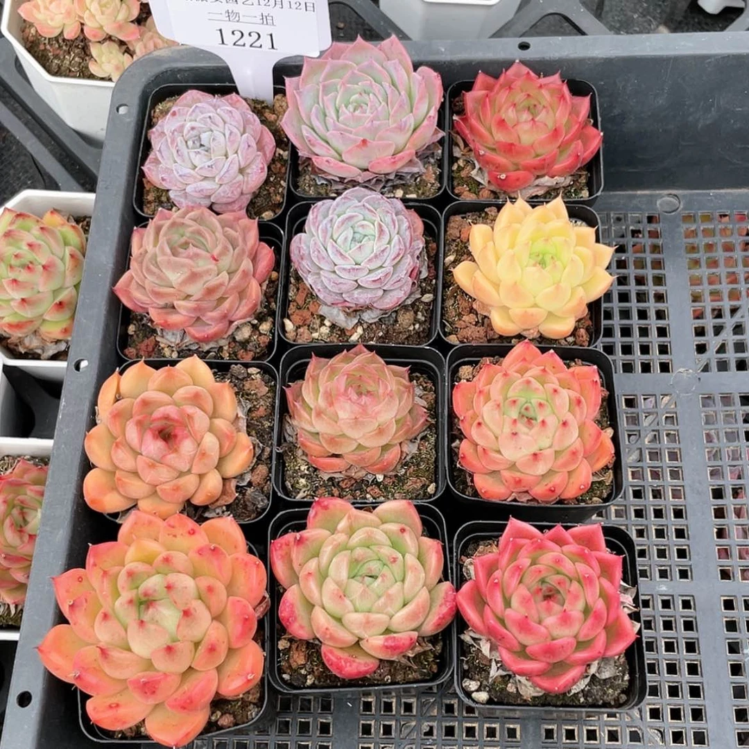 【闪购商品】1221薇