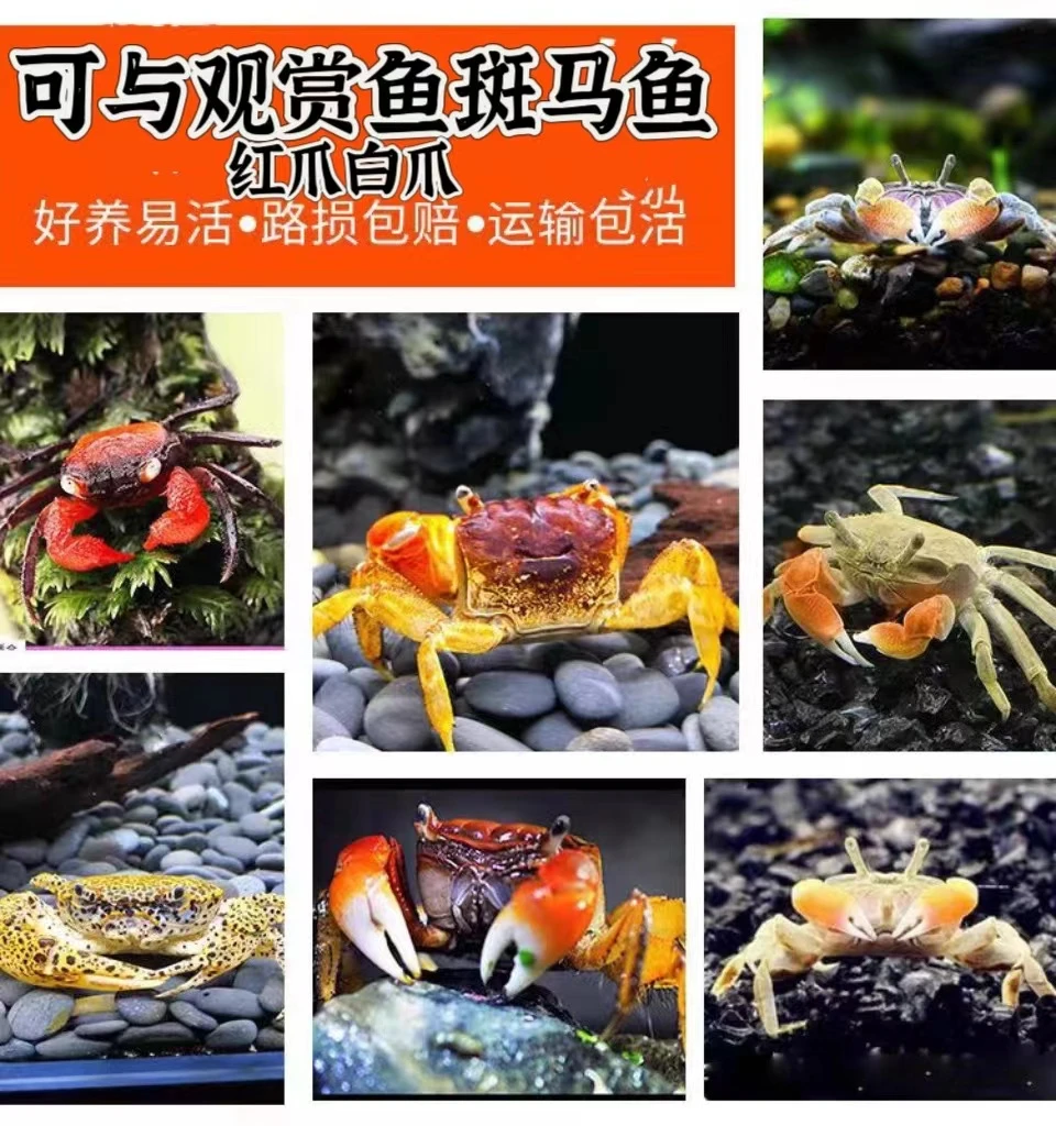 迷你辣椒蟹相手将军观赏蟹可深水除藻淡水蟹