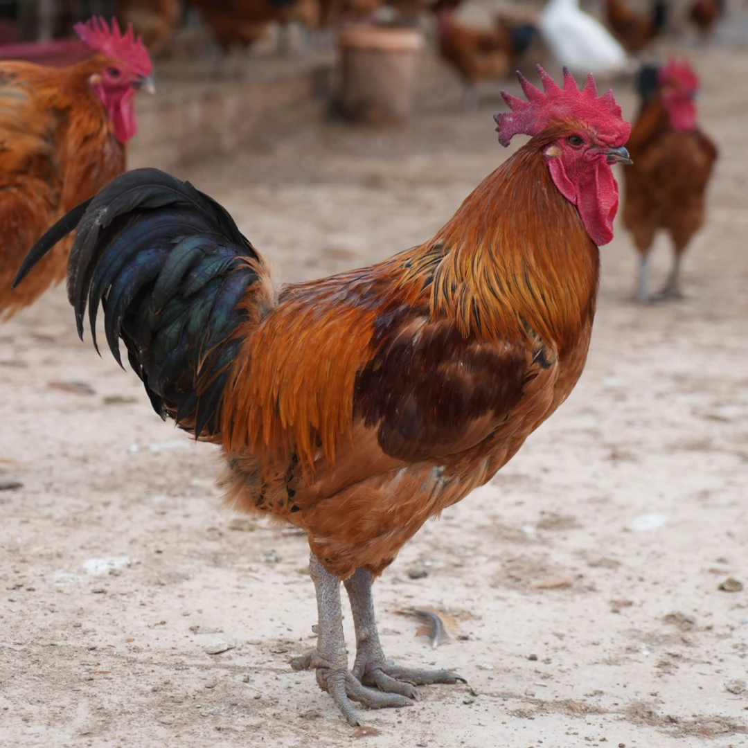 剑阁农家纯粮跑山鸡 一年鸡龄肉质紧实鲜美现挑现杀顺丰冷冻快递