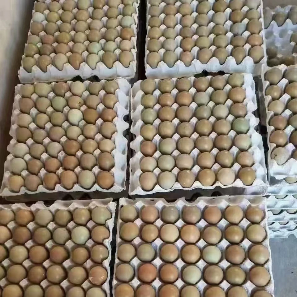 七彩山鸡蛋破损包赔顺丰包邮到家