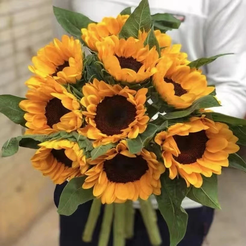 向日葵鲜花(一单也中通冷链包邮,损坏包赔)