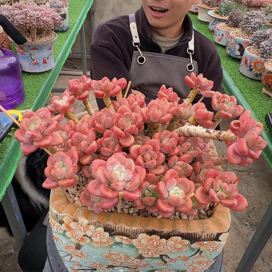 木**?洛神多头多肉植物