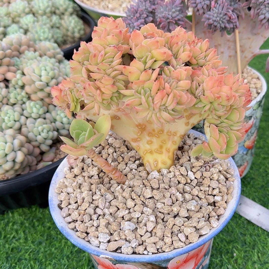 兮*星娜塔缀化多肉植物