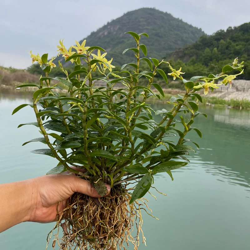 雁荡山铁皮石斛三年苗可食用可观赏绿植花卉