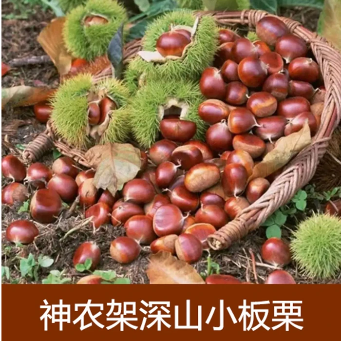 板栗新鲜新货小板栗毛栗子生吃清甜煮熟软糯2024新货高山小板栗