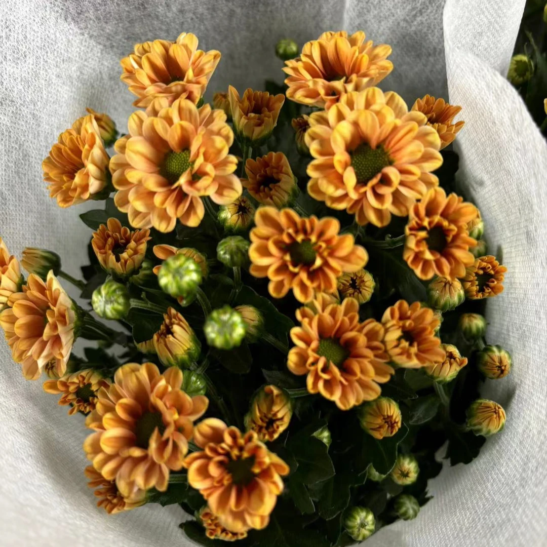 玲珑菊（铜色）荷兰菊耐旱耐寒绿植盆栽（大盆）