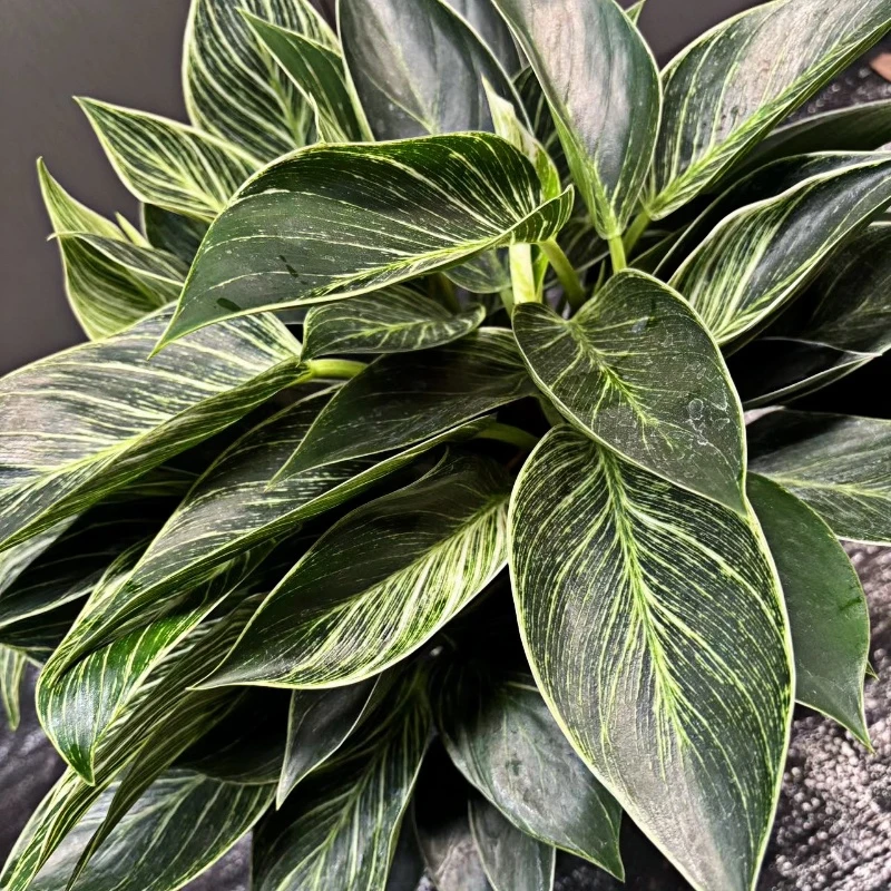 铂金钻、金钻盆栽桌面北欧风美观易活吸甲醛 大棵铂金钻