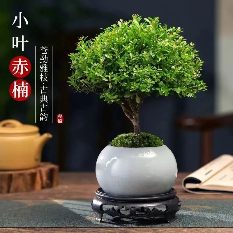 小叶赤楠四季常青室内好养客厅易活植物绿植摆件小盆栽办公室客厅