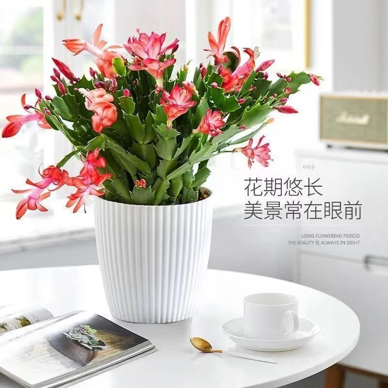 小盆栽植物蟹爪兰大苗四季花卉盆栽室内阳台办公带根土好养活栽培