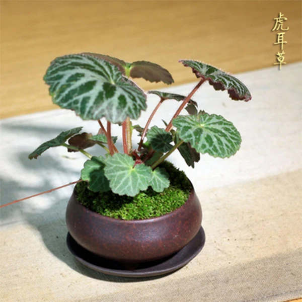 吊芙蓉虎耳草小盆栽植物小苗观叶鲜花苗适合养护四季种植鱼缸造景