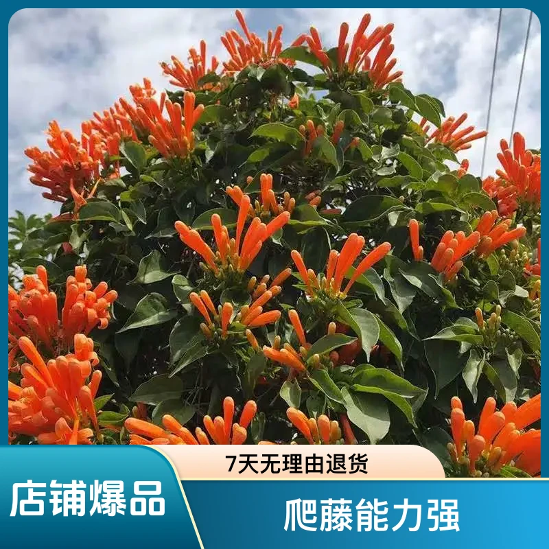 炮仗花苗爬藤植物盆栽藤本室外攀援庭院围墙浓香耐寒阳台长藤四季