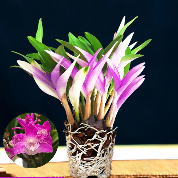 七彩香水石斛兰花盆栽微景观浓香型四季开好养绿植花卉懒人水培植