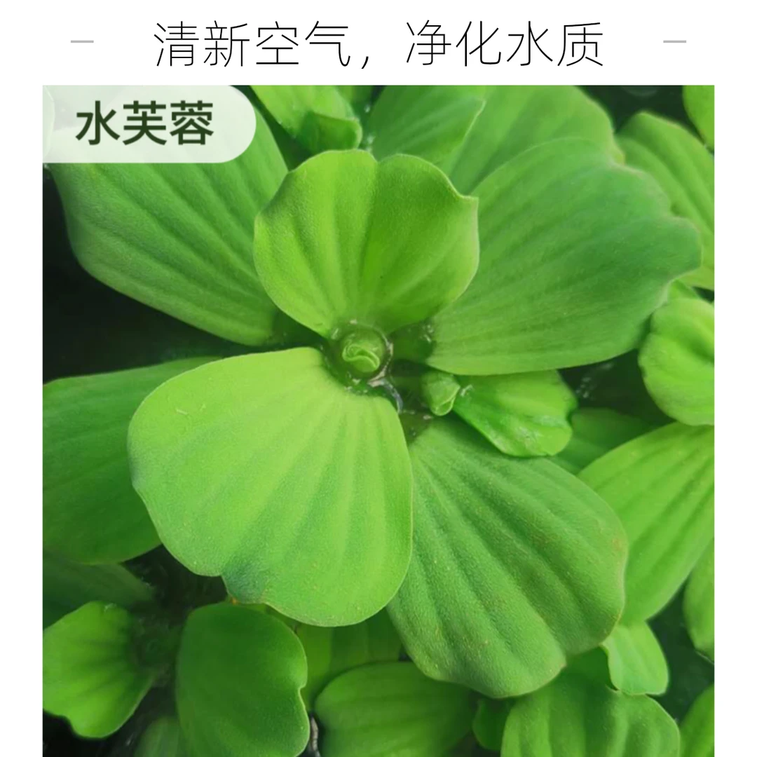 水培植物水芙蓉浮萍水葫芦一叶莲花水草造景净化水质龟缸鱼缸适用