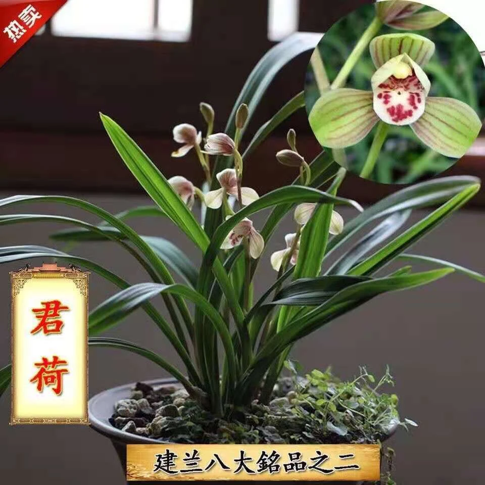 兰花正版建兰八大铭品君荷荷瓣浓香四季开花室内阳台绿植盆栽好养
