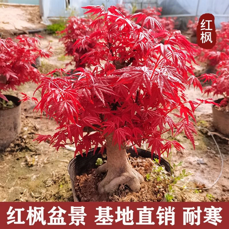 【一物一拍】多品类红枫盆景原生红舞姬老桩四季红枫树盆栽阳台庭院