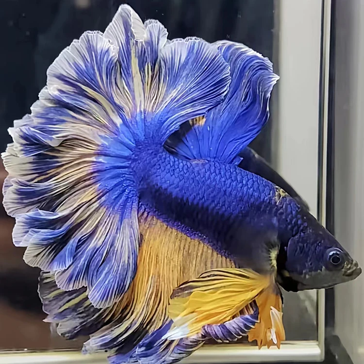 【1-100】直播挑选泰国斗鱼观赏鱼半月狮王暹罗斗鱼五彩斑斓热带鱼