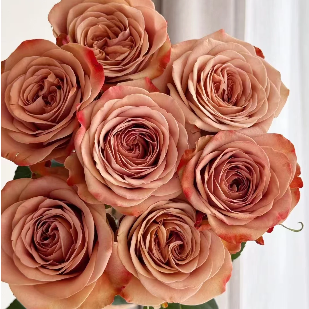 复古玫瑰套餐组合：收到花第一时间醒花，不会请联系客服【教学视频】