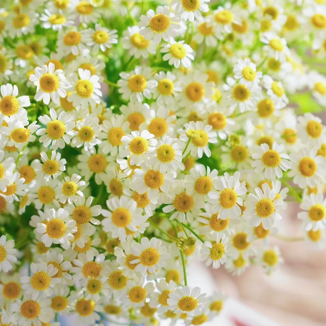 洋甘菊鲜切花：同一地址任意两单送配草，三单可备注送园艺剪刀。