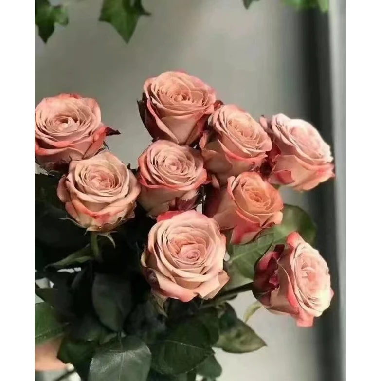 卡布奇诺玫瑰：同一地址任意两单送配草，三单可备注送园艺剪刀