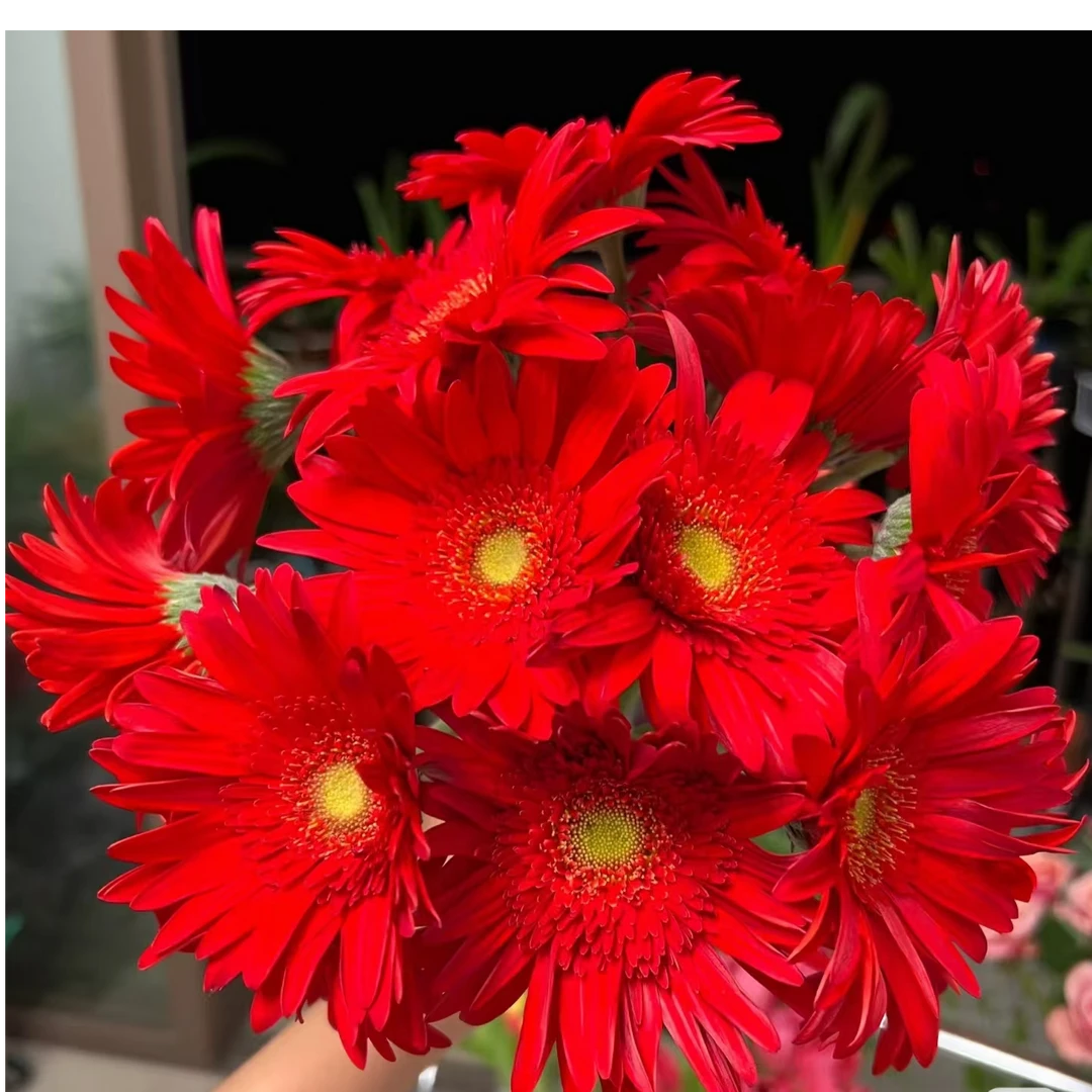 扶郎花红艳：【同一地址任意两单送配草，三单可备注送园艺剪刀】