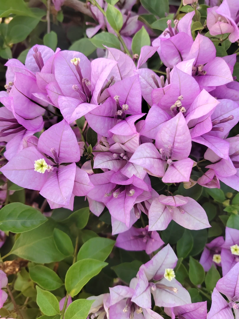 三角梅基地直发勤花四季开花发货以直播间为主一物一拍3号店