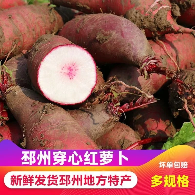 小溪叮咚邳州当地穿心3斤/5斤红萝卜炒菜烩菜烧牛肉辛辣特产