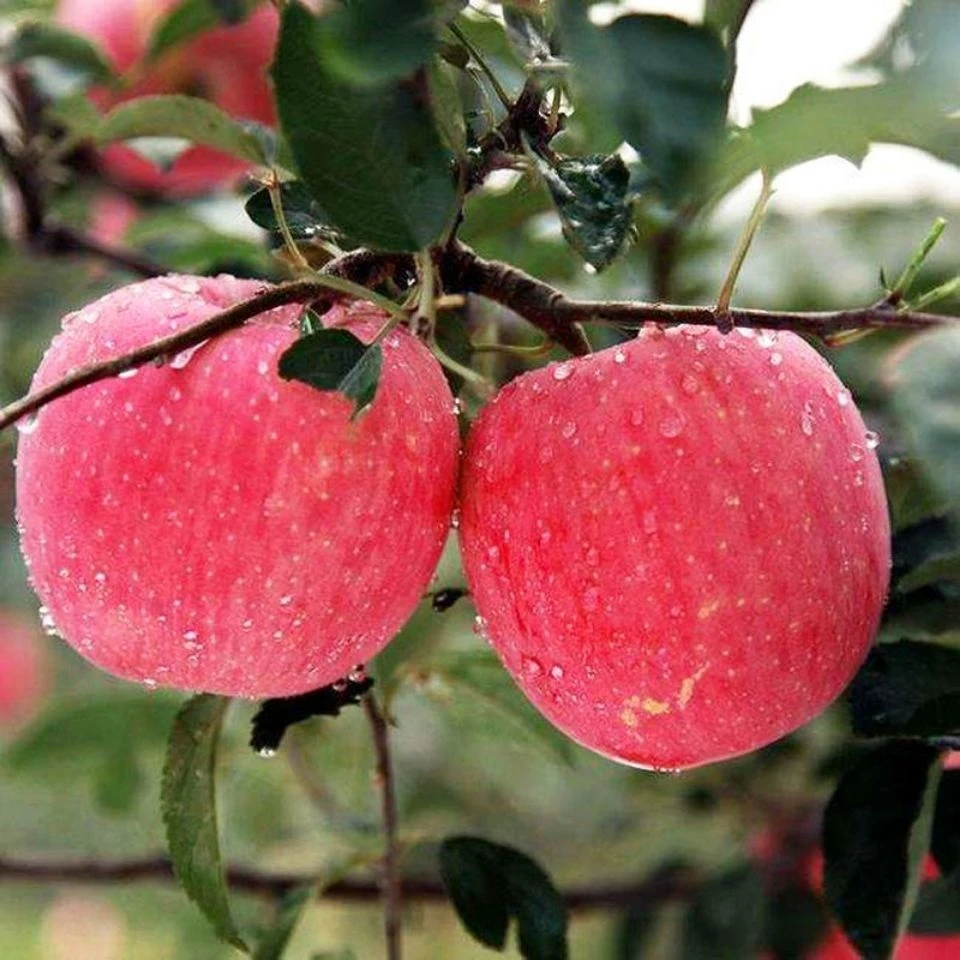 正宗山东烟台树上熟红富士苹果果农现摘孕妇老人孩子皮薄包邮1