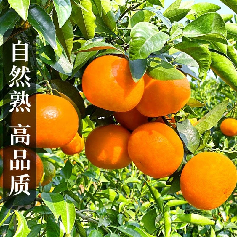 【酸甜夏橙子】甘甜重庆夏橙新鲜现摘孕妇水果薄皮桔子超甜现摘包邮