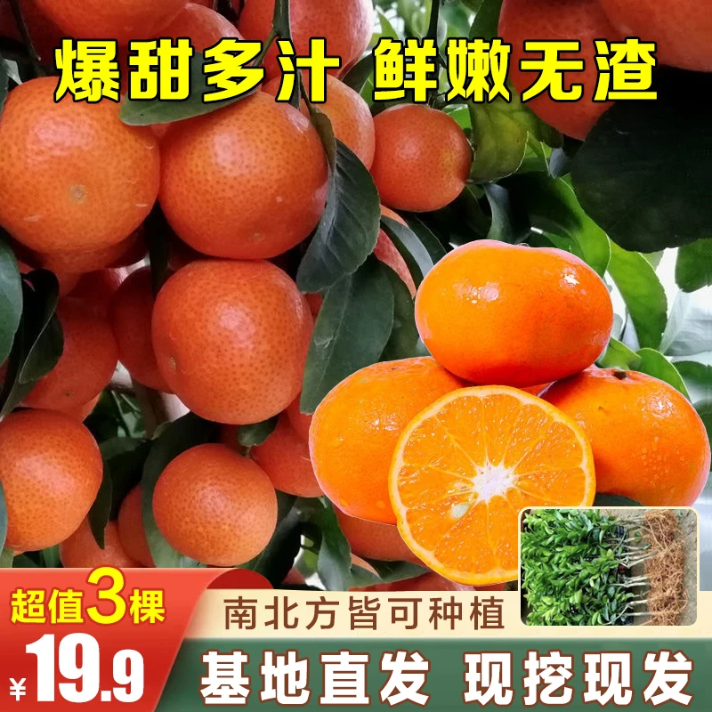 【19.9三棵】金秋沙糖桔树苗正宗早熟砂糖桔苗嫁接柑橘苗四川果苗销