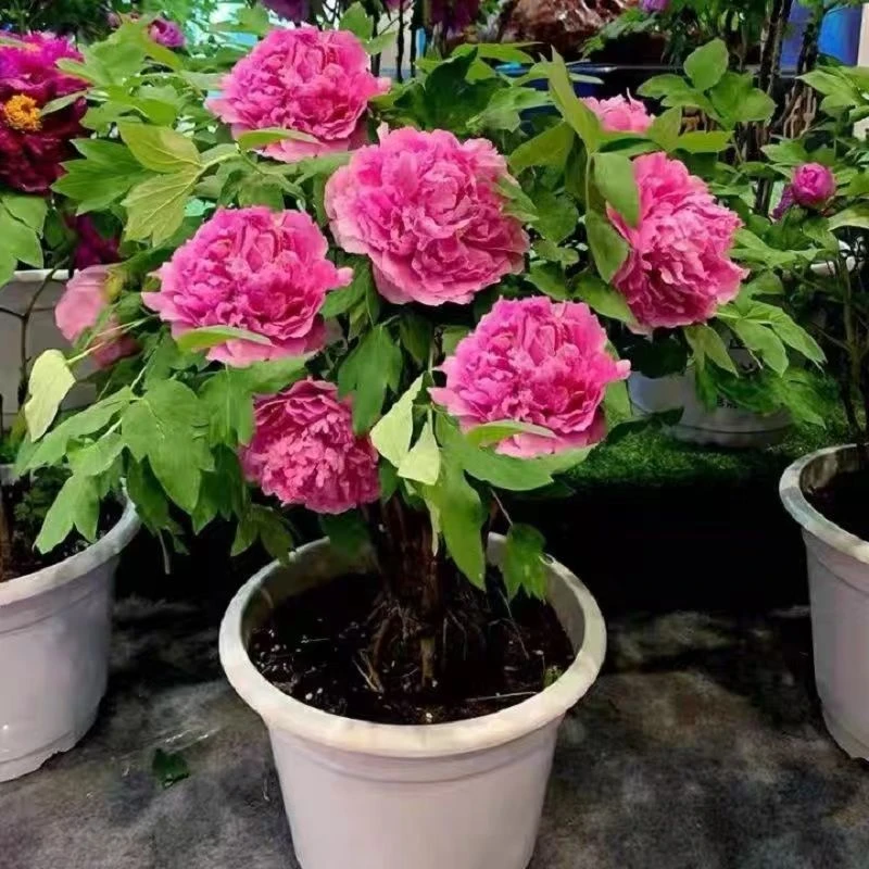洛阳牡丹花苗花卉植物盆栽地栽阳台庭院易活