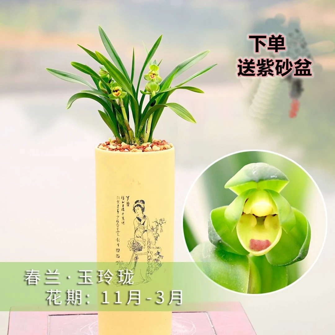 春兰荷瓣品种玉玲珑带盆发货浓香好养花卉绿植盆栽名贵客厅矮种