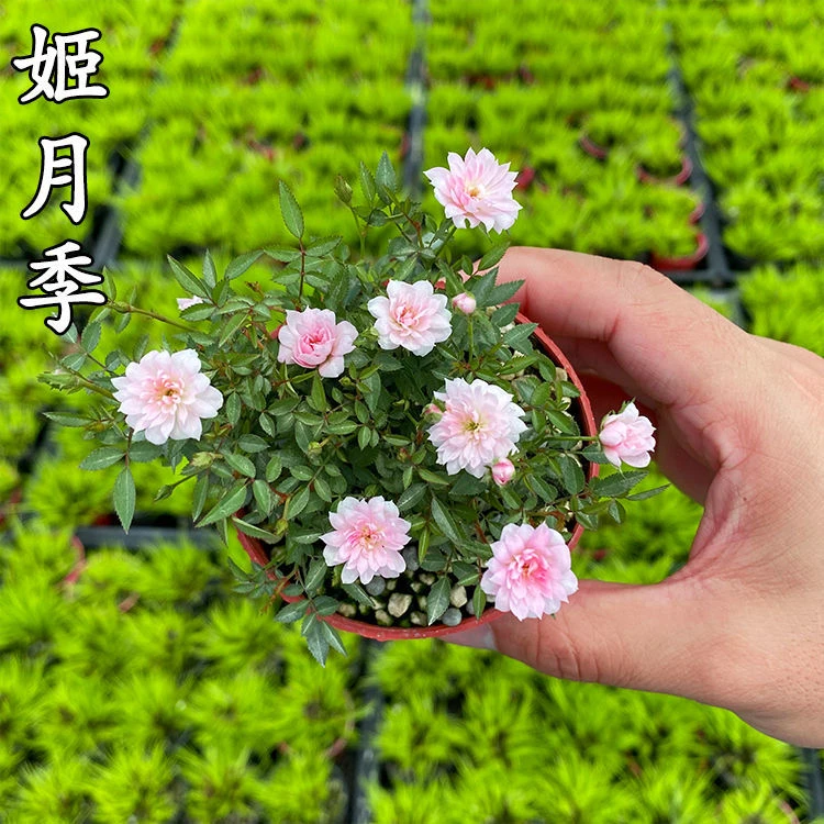 姬月季日本姬乙女姬超微蔷薇迷你微盆景阳台桌面四季花开盆栽花卉