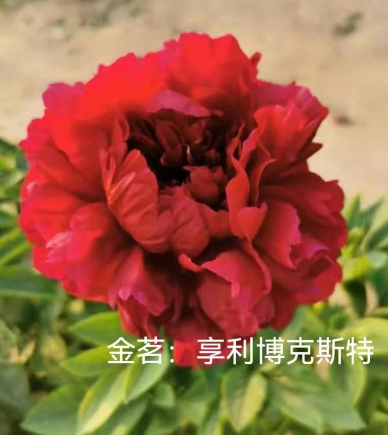 金茗：亨利博克斯特芍药