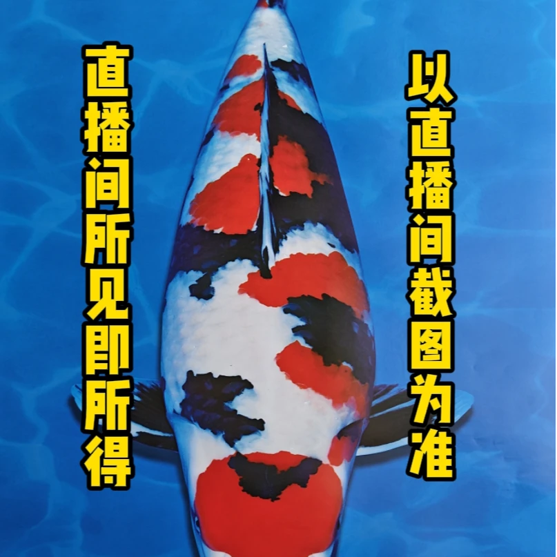 锦鲤坂井红白大正昭和锦鲤日本进口锦鲤血统锦鲤活体发货一鱼一拍