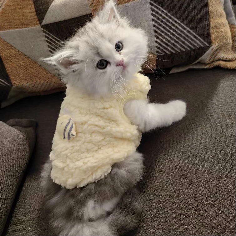 小体宠物衣服一斤内超小码xxs奶狗奶猫幼犬幼猫泰迪狗狗兔子秋冬