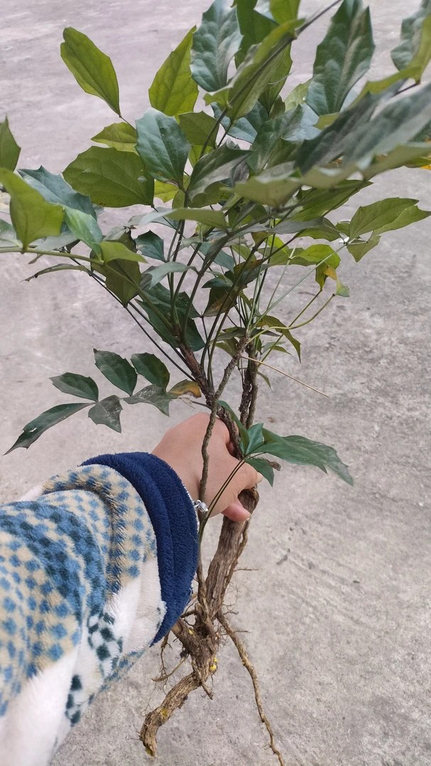 贵州深山采挖野生[ 剌 黄 莲 ]500g包邮