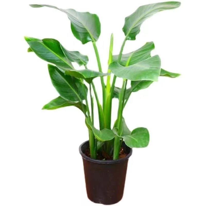 天堂鸟盆栽室内植物办公室鹤望兰大型绿植开业盆景福州同城